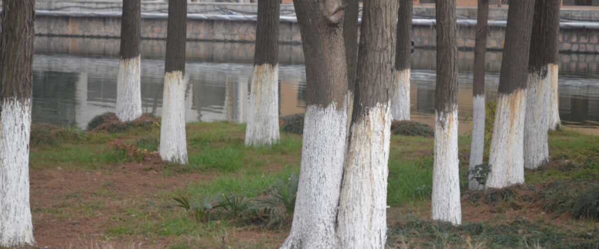 painted-tree-trunks